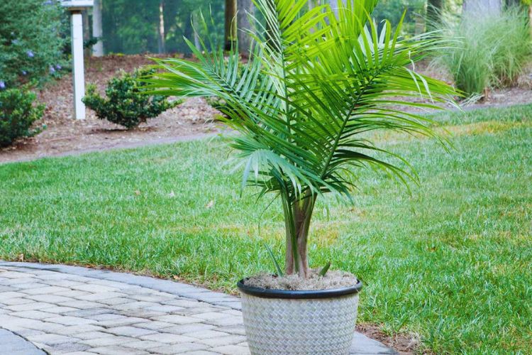 Majesty palm in woven pot on stone patio with greenery